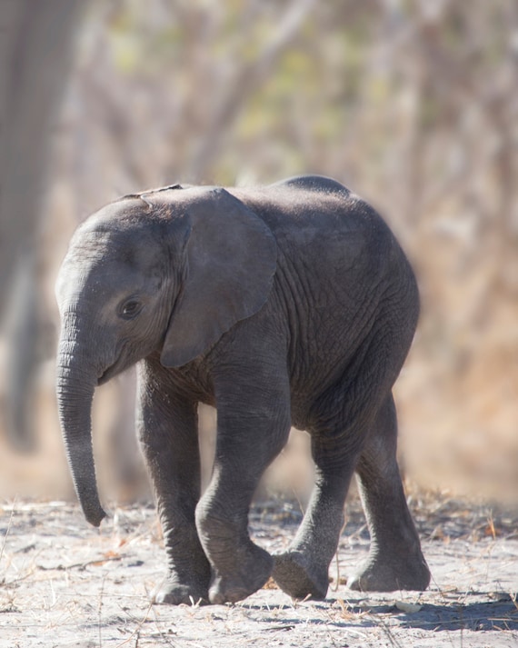 Baby Elephant Photo, Elephant, Nature Photography, Baby Animal, African Elephant, Wildlife Photography, Safari Photo, Elephant Decor