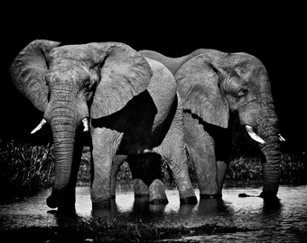Elephants Wildlife Photography Elephant Decor African Elephant Nature Photograph Elephant Photo Animal Photograph Nature Wall Art Men's Gift