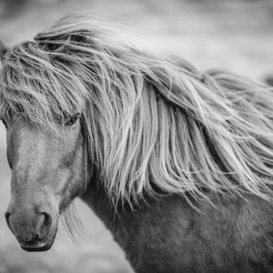 May include: A black and white photograph of a horse with long, flowing mane and a soft, fluffy coat. The horse is looking to the side, with its head slightly tilted.