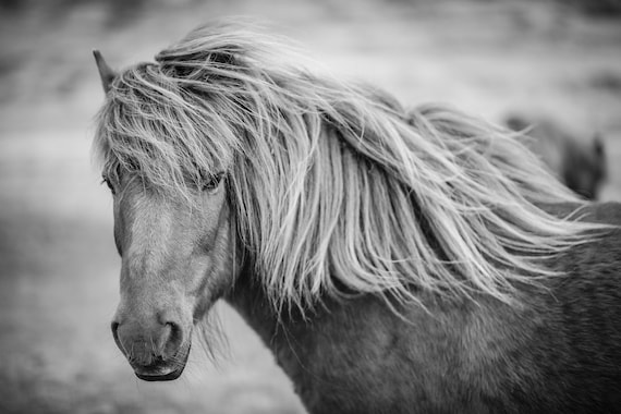 Icelandic Print, Icelandic Horse, Horse Gift, Horse Photo, Equine Wall Decor, Equestrian Wall Art, Black and White Art, Neutral Wall Art