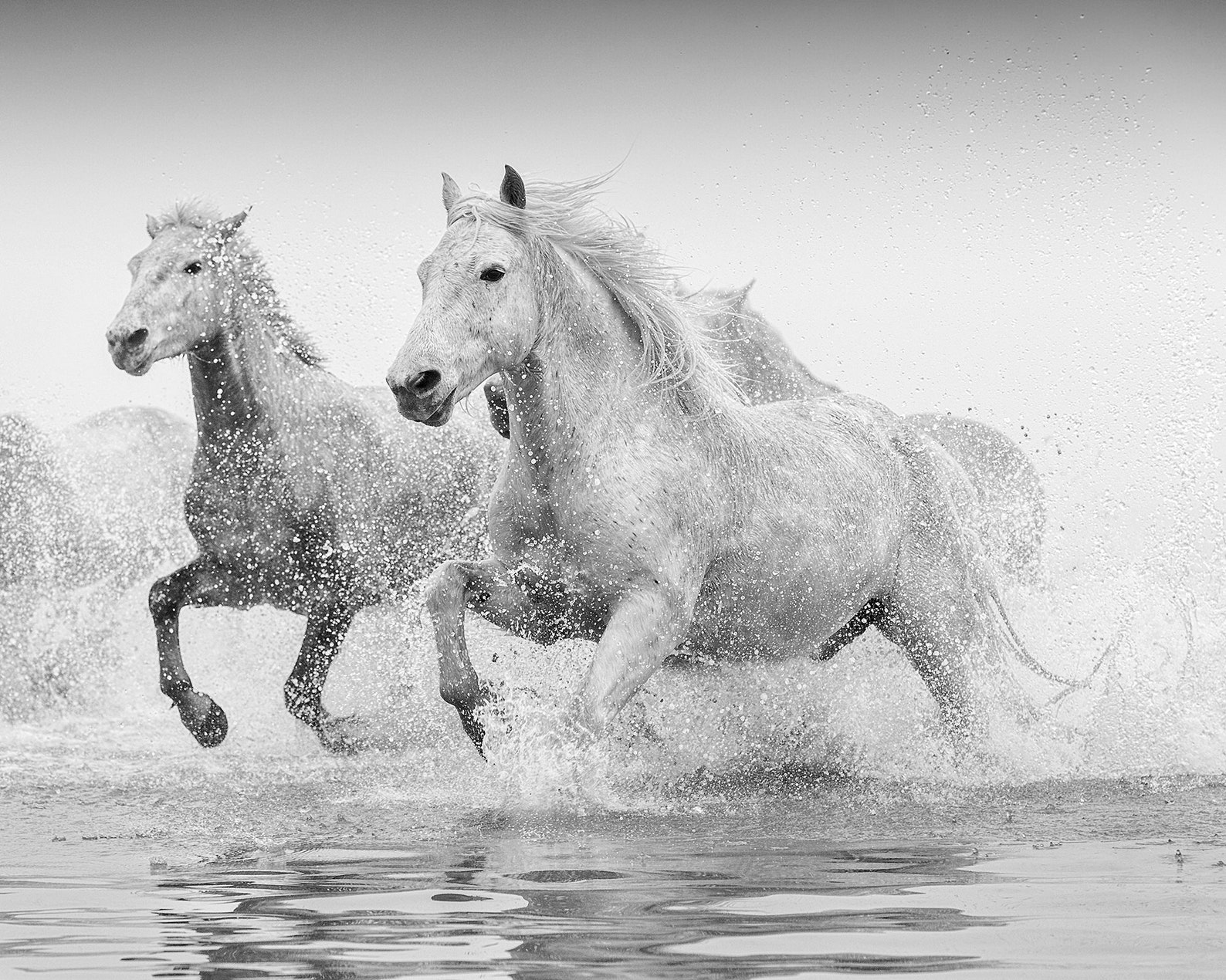 Лошадь бегущая из воды белая