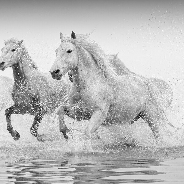 Camargue Horses, Horse Wall Art, Black and White Horse Photo, Horse Picture, Living Room Art, Bedroom Wall Art, Office Decor, Girls Room Art