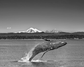 Whale Picture, Whale Breaching, Black White Whale Art, Wildlife Wall Art, Whale Wall Decor, San Juan Islands, Washington Travel Photo