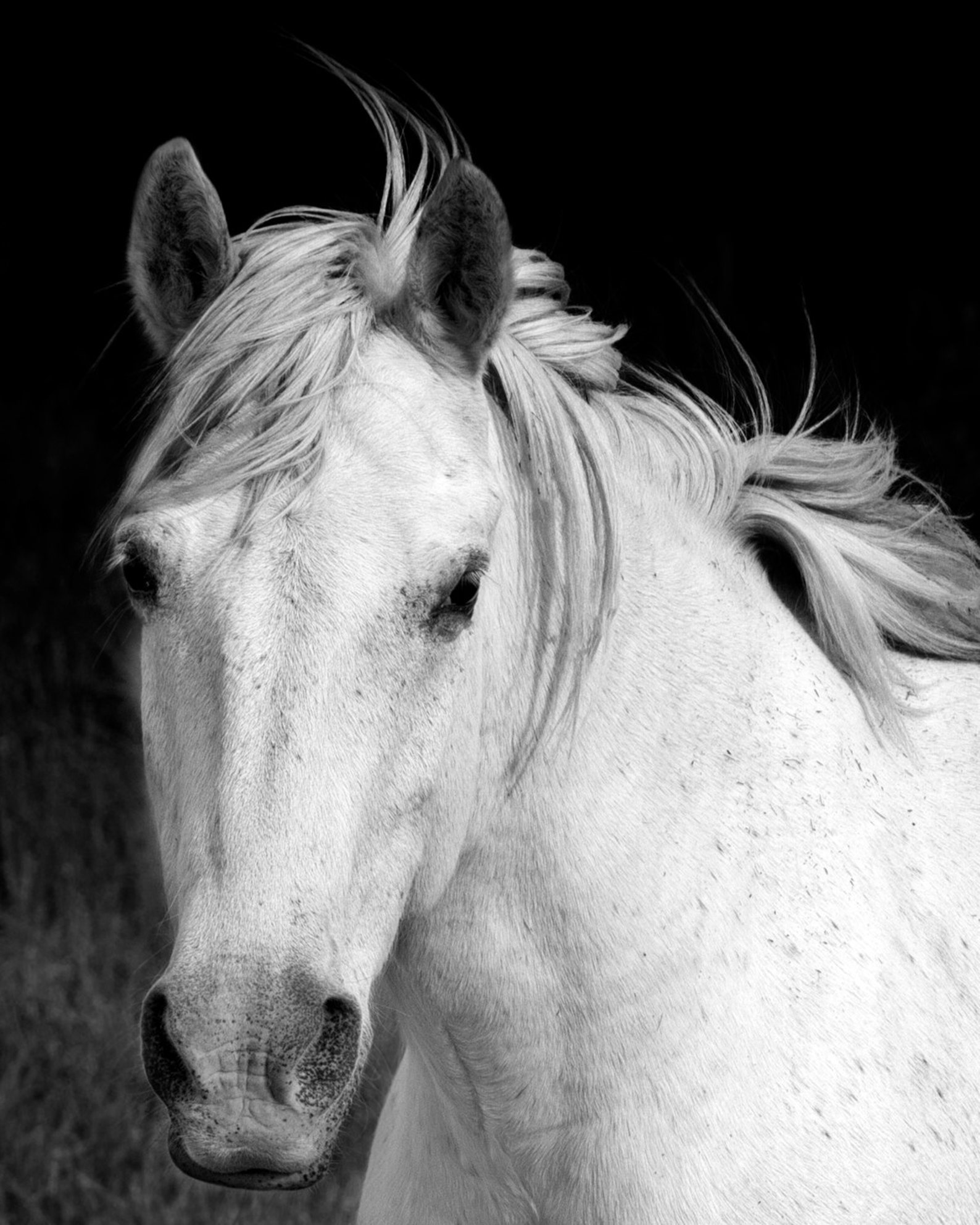 White Horse Nature Photography Equine Art Black and White Etsy