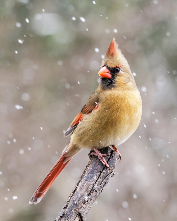 Winter Cardinal Wall Art, Cardinal Wall Decor, Bird Wall Print, Cardinal Photo, Living Room Wall Art, Bedroom Wall Decor, Bathroom Wall Art