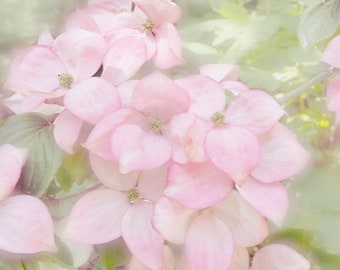 Flowering Dogwood, Pink Dogwood, Dogwood Picture, Flower Wall Art, Floral Wall Decor, Pastel Wall Art, Tree Photography