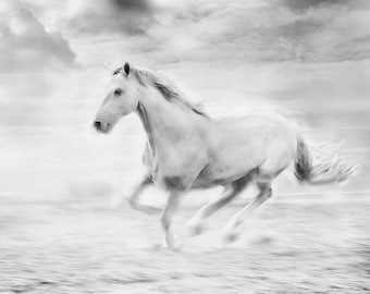 May include: A white horse running through a field with a cloudy sky in the background.