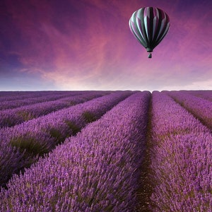 Lavender Field Picture, Lavender Field Sunset Photo, Hot Air Balloon Pic, Large Wall Art, Living Room Wall Art, Bedroom Bathroom Wall Art