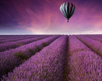 May include: A hot air balloon floats above a field of purple lavender flowers.