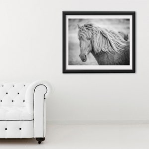 May include: Black and white photograph of a horse with a long mane and tail, looking to the left. The horse is in a field with a blurred background.