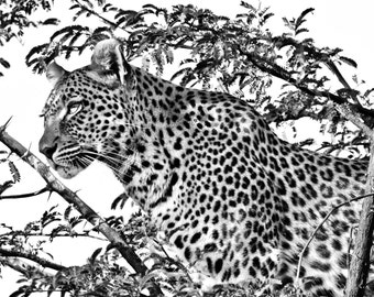 Leopard Leopard Wall Art Wildlife Art Nature Photograph Africa Animals Safari Photo Masculine Art Safari Animal Animal Wall Art Office Decor