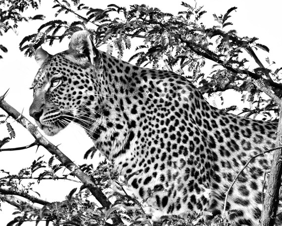 Leopard Wall Art Wildlife Nature Photograph Africa