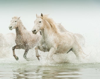 Wild Horse Photograph, White Horses Print, Horse Wall Decor, Western Decor, Southwest Decor, Coastal Wall Art, Farmhouse Decor, Large Art