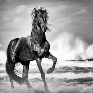 Wild Horse Print, Black Stallion, Horse Photo, Horse Gift, Coastal Wall Art, Beach House Art, Nautical Wall Art, Equine Art, Equestrian Gift