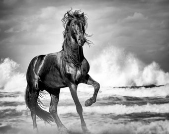 Wild Horse Print, Black Stallion, Horse Photo, Horse Gift, Coastal Wall Art, Beach House Art, Nautical Wall Art, Equine Art, Equestrian Gift