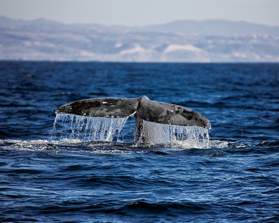 Humpback Whale Tail Sea Life Art Coastal Art Nautical Picture Whale Photo Nautical Print Ocean Decor Sea Photography Nature Photography Art