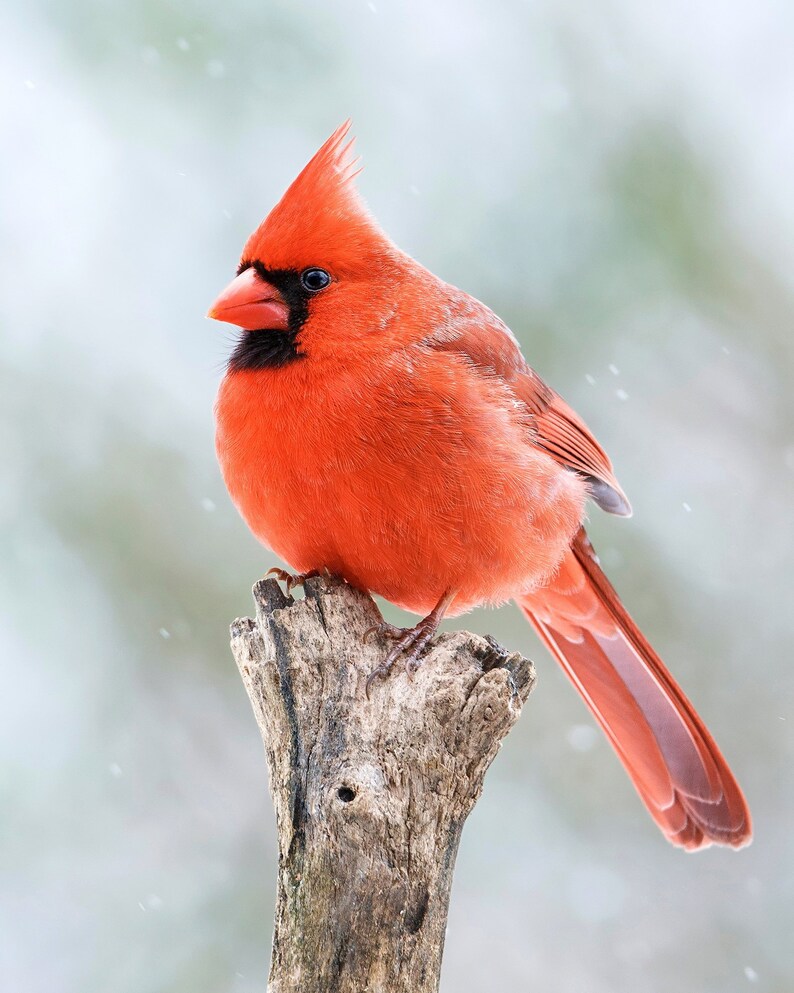 Red Cardinal Bird, Cardinal Gift, Gift for Mom, Bird Photography, Bird