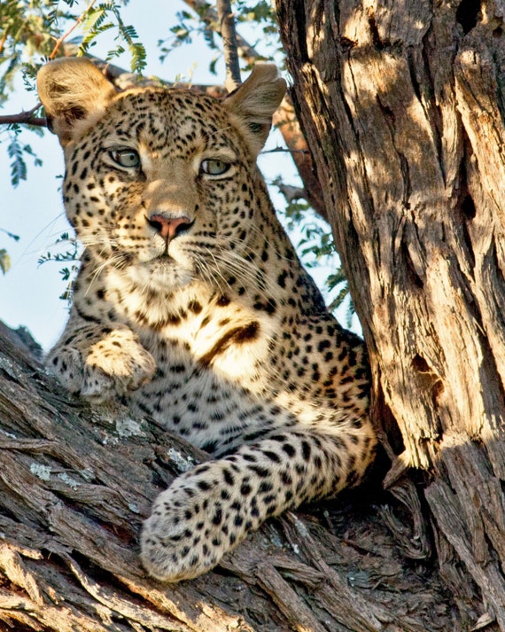 Leopard Animal Photography Print Wall Art Wildlife