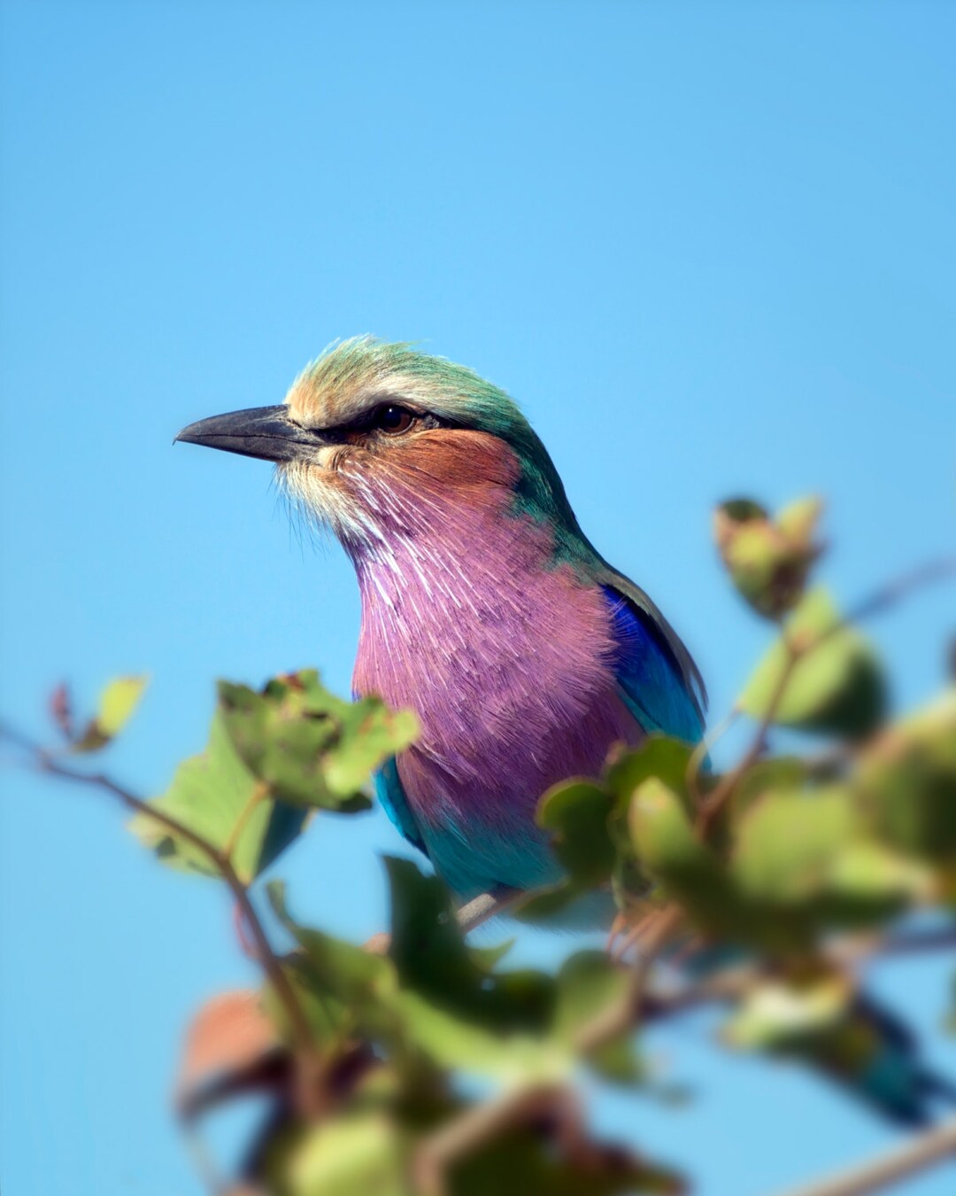 Lilac Breasted Roller Bird Photography Nature Photography Colorful Bird Exotic Bird Large Nature