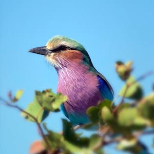 Lilac Breasted Roller Bird Photography Nature Photography Colorful Bird Exotic Bird Large Nature Art Print Bird Print African Bird Bird Art
