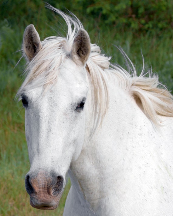 Nature Photography, White Horse, Horse Photography, Horse Wall Art, Wild Horse Gift For Her Equine Wall Art Horse Decor Womens Gift Wall Art
