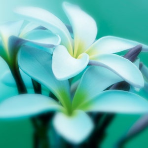 May include: Close-up of delicate, light blue plumeria flowers with soft, blurred edges. The flowers are arranged in a cluster, showcasing their intricate petals and subtle green accents.