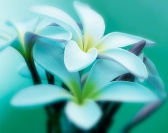 Plumeria Photograph Turquoise Teal Aqua Lavender Dreamy Photography Plumeria Photo Pastel Flower Nature Photography Nature Wall Art Print