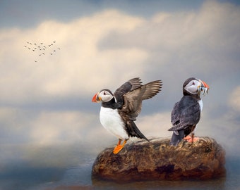 Puffin Photography, Puffin Wall Print, Bird Photo, Seabird Photo, Nature Photography, Nature Wall Art, Wildlife Wall Art, Iceland Travel