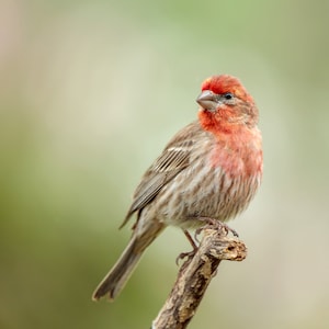 Red Finch Bird, Finch Bird Picture, Finch Wall Art, Bird Wall Art, Bird Wall Decor, Kitchen Wall Art, Bathroom Wall Art, Gift For Mom