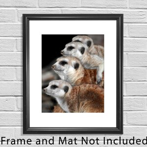 Meerkat, Baby Animal Photography, Nature Photography, Wildlife Photo, Nursery Decor, Girl's Room Wall Print, Meercat Photo, Meercat Print image 2