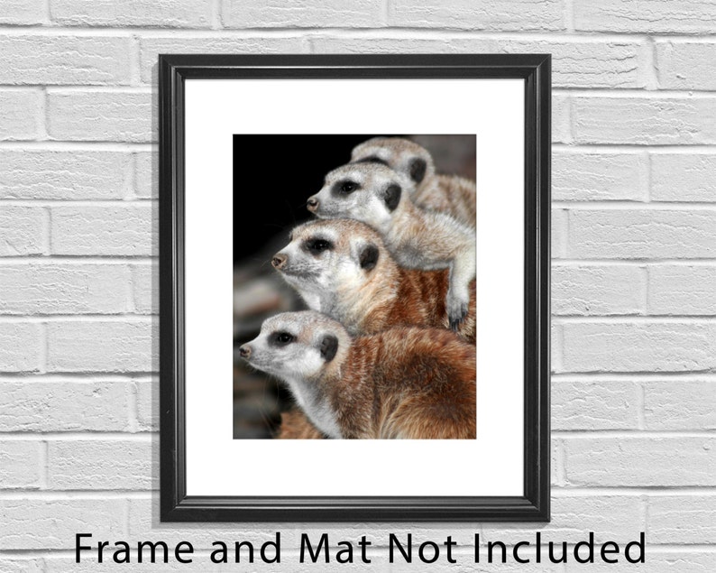 Meerkat, Baby Animal Photography, Nature Photography, Wildlife Photo, Nursery Decor, Girl's Room Wall Print, Meercat Photo, Meercat Print image 2