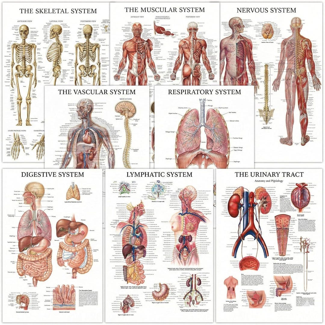 Body Systems Chart.pdf Human Systems Charts – Master Bundle (set of 8) | Skeletal, Muscular ...