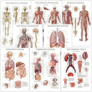 Op de afbeelding: Een verzameling anatomische kaarten die de systemen van het menselijk lichaam illustreren. De kaarten tonen het skelet-, spier-, zenuw-, vaat-, ademhalings-, spijsverterings-, lymfe- en urinestelsel. Gedetailleerde illustraties en labels.
