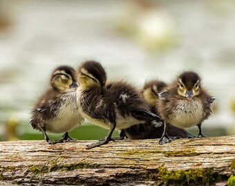Baby Wood Ducks On A Log - 10X20 Inch Metal Print