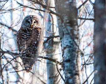 Barred Owl in Poplar Forest Fine Art Canvas Print