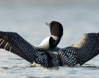 Common Loon Triptych