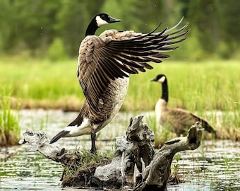 Canada Geese Pair -