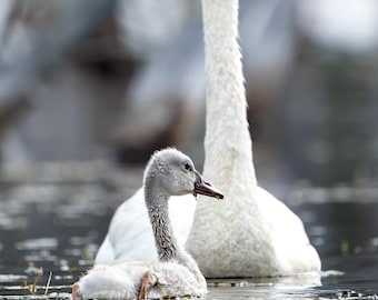 Trumpeter Swan Parent With Cygnet - 8X12 Metal Print