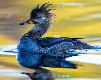 Metal Print of Hooded Merganser; Bad Hair Day