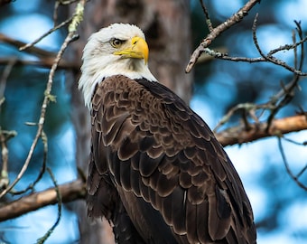 Photograph of Bald Eagle