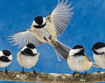 Black-capped Chickadee Lineup; 30X10 Inch Metal Print; Poecile atricapillus.