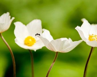 Photographic Print of Ant on Canada Anemone (Anemone canadensis) Flower; The Search for the Meaning of Life. Print only.