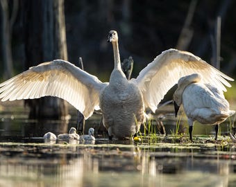 Trumpeter Swan Family Metal Print