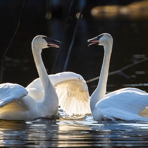 Trumpeter Swan Mating Dance