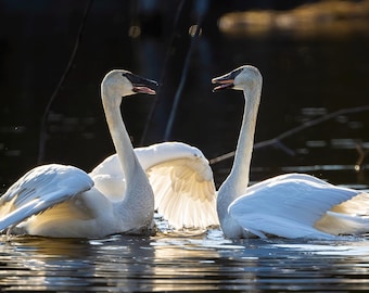 Trumpeter Swan Mating Dance