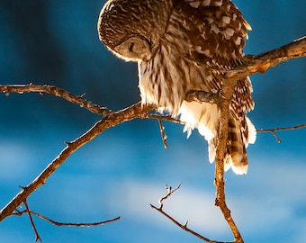 Seeking Grace; Photograph of Barred Owl with Bowed Head, Strix varia; 8X10 or 11X14 Print Only