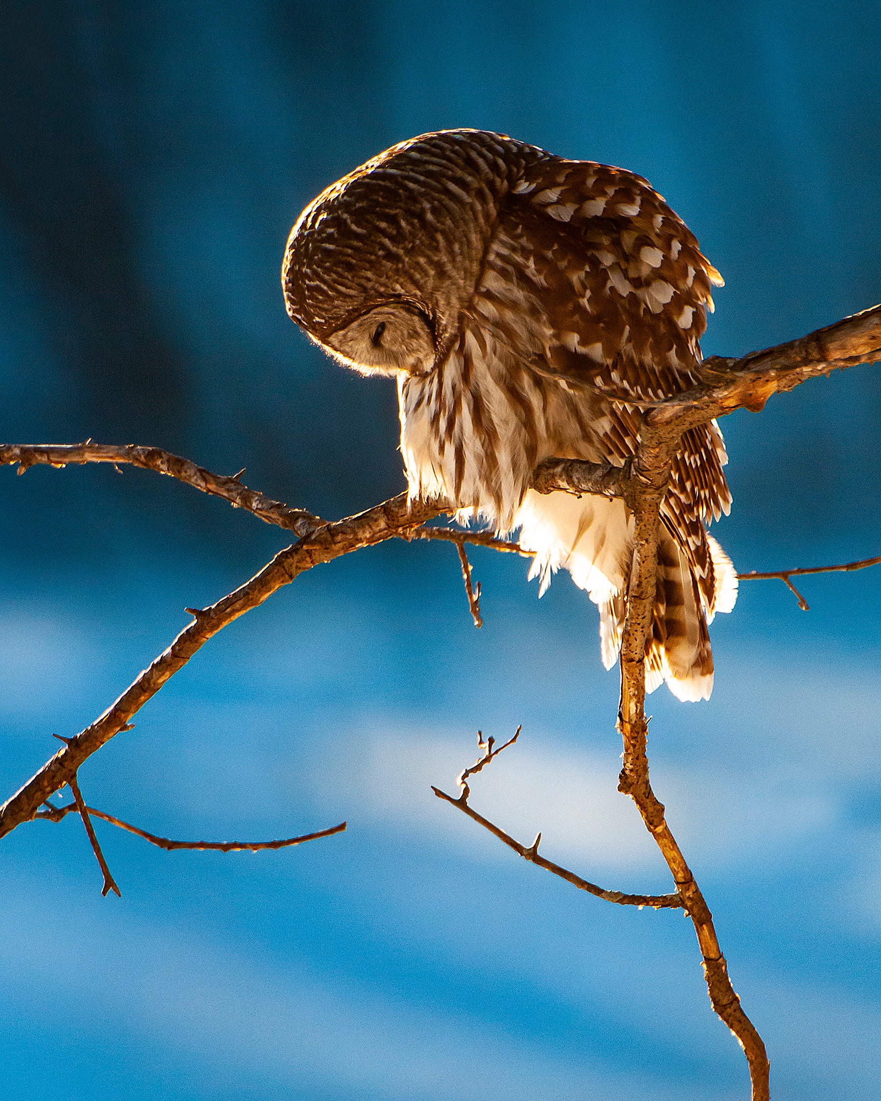 Seeking Grace; Photograph of Barred Owl with Bowed Head, Strix varia; 8X10 or 11X14 Print Only