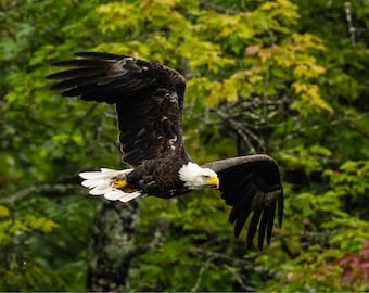 Photograph of Bald Eagle In Flight - Print Only