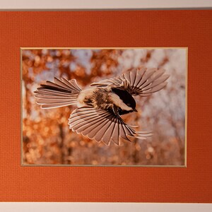 Photograph of Black-capped Chickadee in flight, LITTLE ANGEL WING, Poecile atricapillus. For 8X10 frame image 2