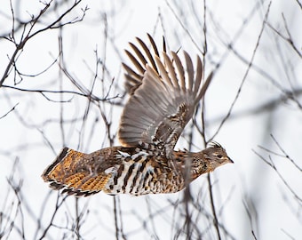 Ruffed Grouse in Flight; Partridge in Flight